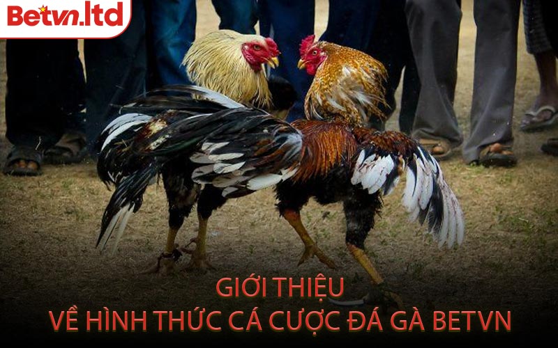 Giới Thiệu Về Hình Thức Cá Cược Đá Gà Betvn
