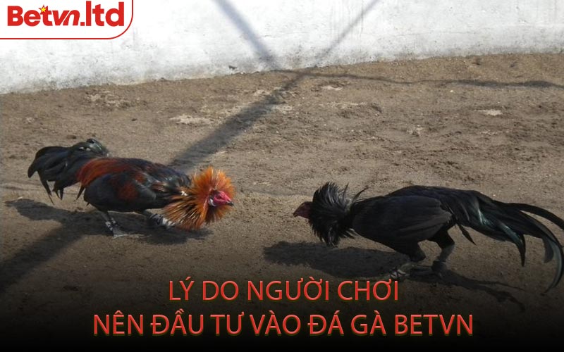 Lý Do Người Chơi Nên Đầu Tư Vào Đá Gà Betvn