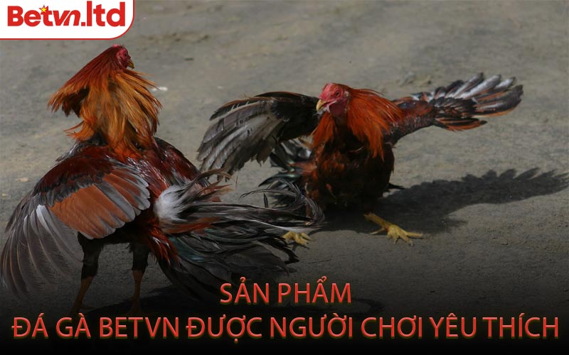 Sản Phẩm Đá Gà Betvn Được Người Chơi Yêu Thích